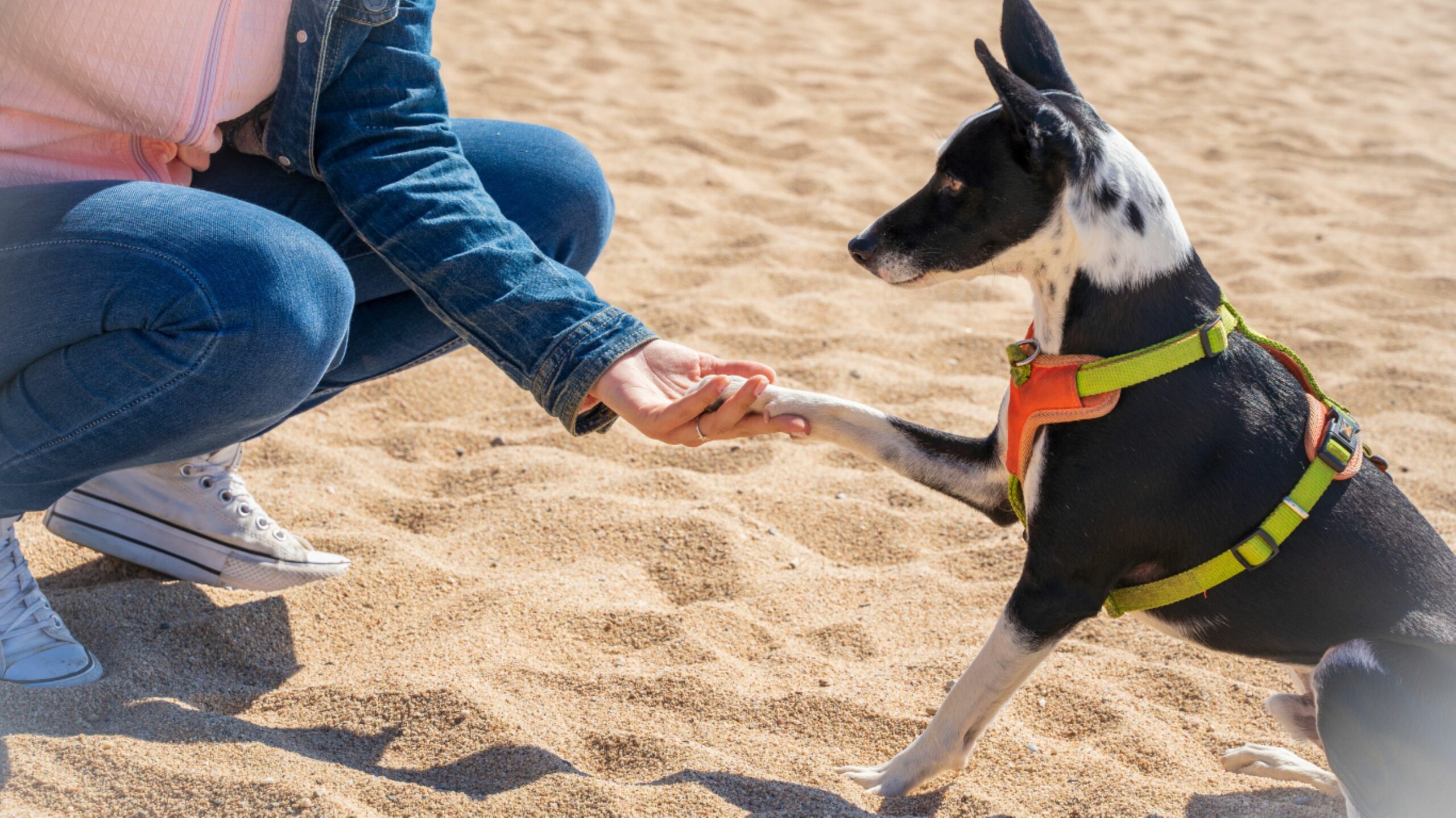 dog training on the beach